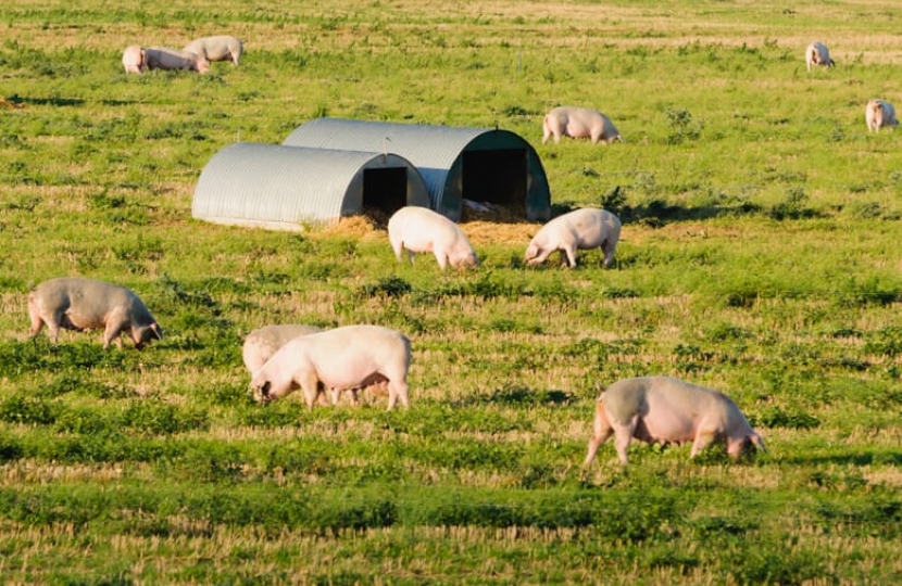 A pig farm